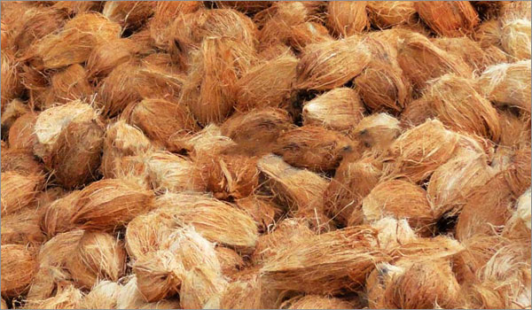 Coconut